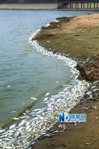 光明新区投资5518万元建造的明湖城市公园，中心湖区漂浮着大量死鱼，尤其在一排污口，密密麻麻的死鱼翻起了白肚，恶臭熏天，几百米外都能闻到。南都记者 赵炎雄 摄