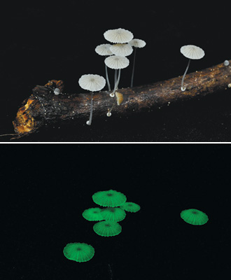 台湾发现蕈类新物种黑暗中会发绿光(图)