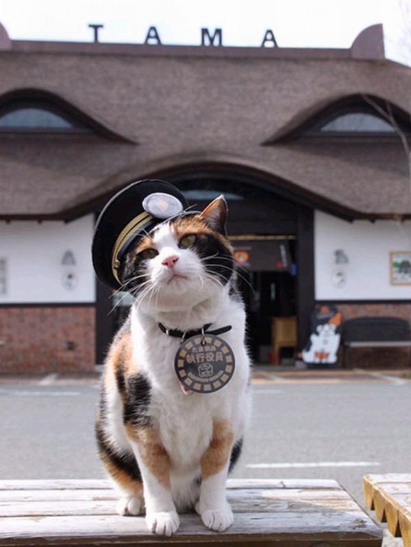 14岁小猫担任火车站长 拉动日本地方经济