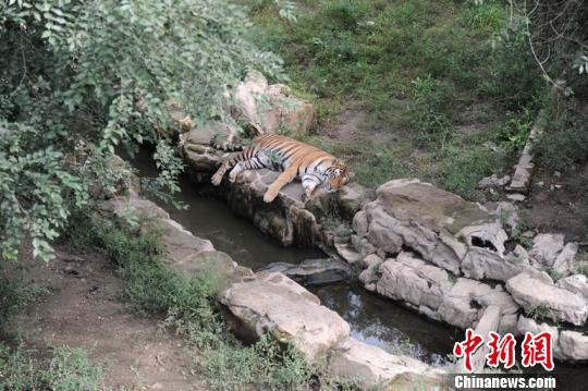 长春动植物园一东北虎遭群虎围攻致死园方详解经过