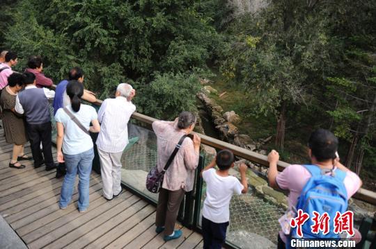 长春动植物园一东北虎遭群虎围攻致死 园方详解