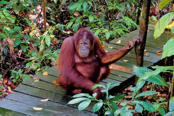 非洲大猩猩保护区游览暂停，类人猿也有感染新冠风险